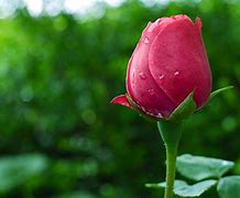 Image result for Roses Bouquet 4K