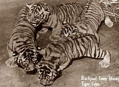 Image result for Blackpool Tower Menagerie