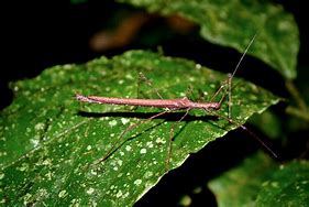 Image result for Kids Eating Bugs