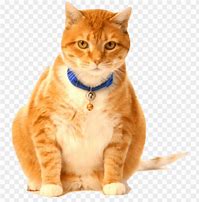 Image result for Clip Art of a Fat Cat