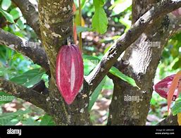 Image result for Cocoa Tree Grenada