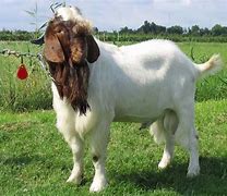 Image result for Goat Guy