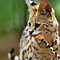 Image result for Fat Serval