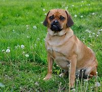 Image result for Puggle Love