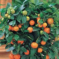 Image result for Mandarin Plant