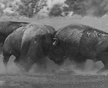 Image result for Buffalo Bison Fighting