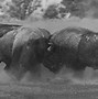 Image result for Buffalo Bison Fighting