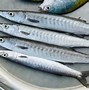 Image result for Barracuda Eating