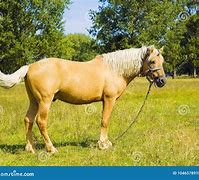 Image result for Light Brown Horse Stallion