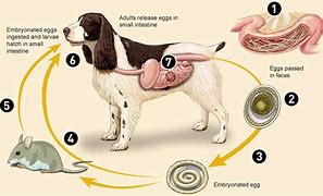 Image result for Round Worms in Chicken Poop