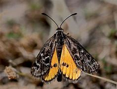 Image result for Sun Moth