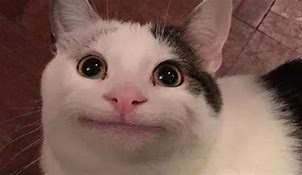 Image result for Cat Smiling Meme Silly