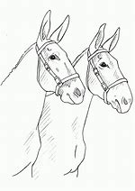 Image result for Mule Head Clip Art