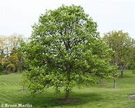 Image result for Swamp White Oak Tree