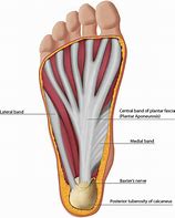 Image result for Foot Anatomy Plantar Arch