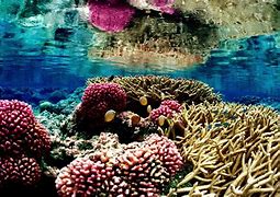 Image result for Coral Reef Illustration Landscape