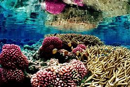 Image result for Coral Landscape Wall