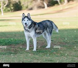 Image result for Pure Black Siberian Husky