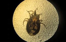 Image result for Rodent Mites