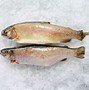 Image result for Charan Malayam Fish