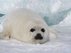 Image result for Fat Harp Seal