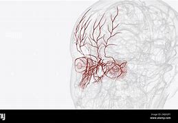 Image result for Dorsal Nasal Artery