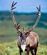 Image result for Reindeer Also Known as Caribou