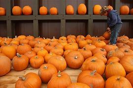 Image result for Pay What You Owe Pumpkin