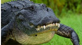 Image result for Alligator Evolution