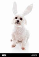 Image result for Dog with Bunny Ears