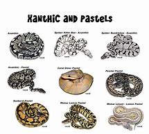 Image result for Ball Python Life Cycle