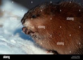 Image result for Muskrat Snow