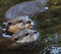 Image result for Otter Head