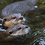 Image result for Otter Board