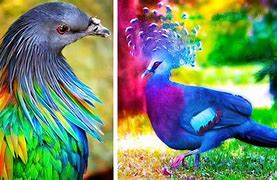 Image result for Beautiful Dead Bird