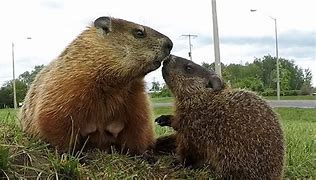 Image result for Baby Gopher