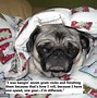 Image result for Pug Sayings