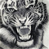 Image result for Tiger Tattoo Drawings and Sketches