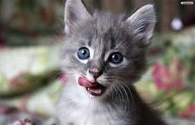 Image result for Bobo The Cat