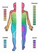 Image result for C6 Spinal