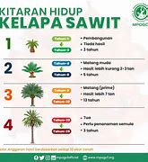 Image result for Kandungan KELAPA SAWIT