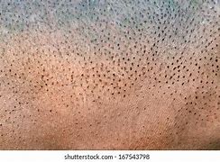 Image result for Hippo Skin Thickness