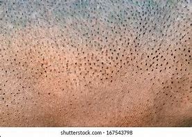 Image result for Hippo Skin Print