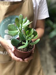 Image result for Baby Jade Plant