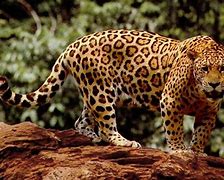 Image result for Jaguar Photography