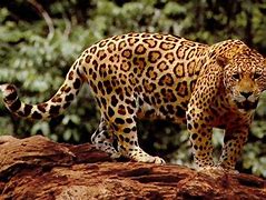 Image result for Were-Jaguar