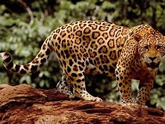 Image result for Amazonian Jaguar