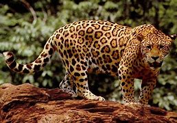 Image result for Jaguar Panthera