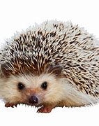 Image result for Hedgehog ClipArt