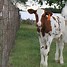 Image result for Dairy Calves